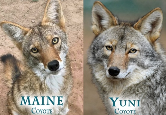 coyote couple
